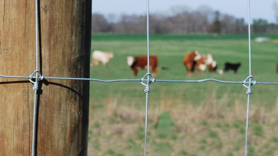 Cerca galvanizada de nó fixo veado gado veado cavalo cerca de campo para fazenda